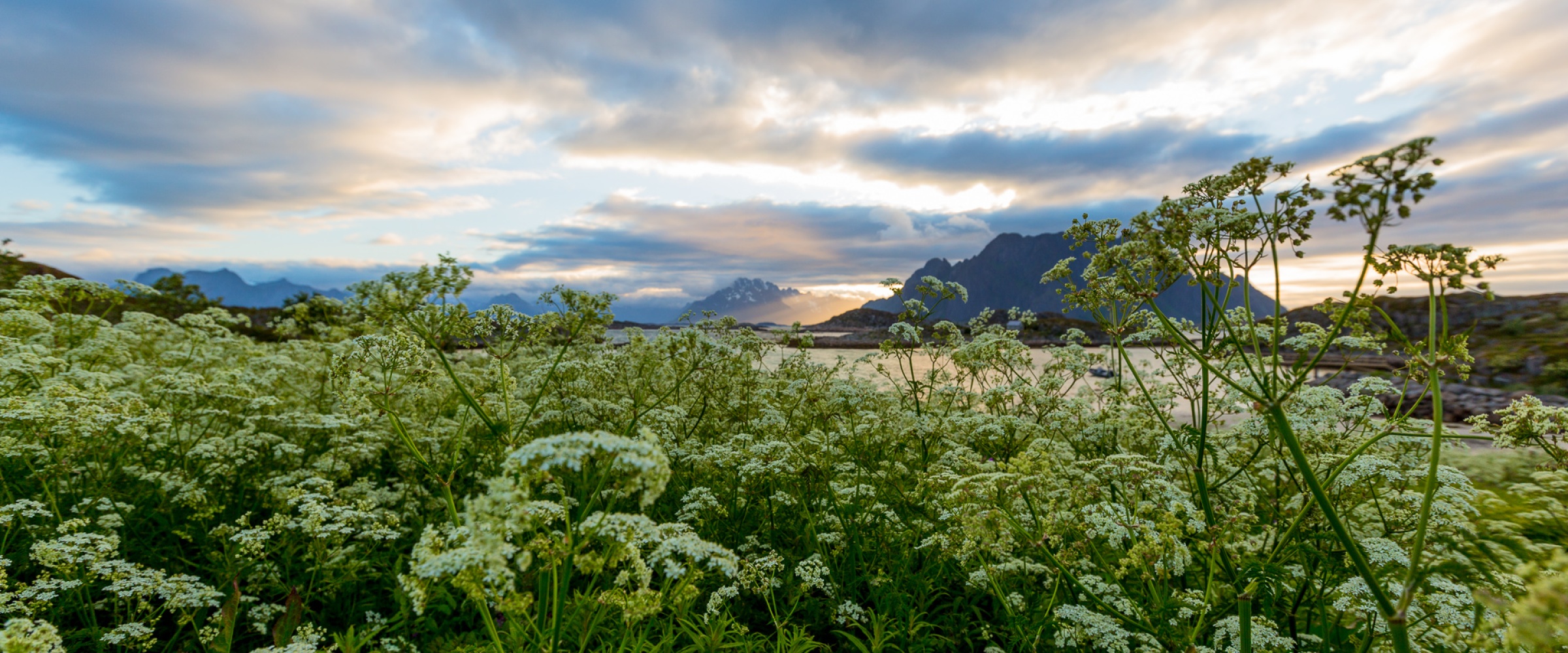 Lofoten - de grønne øyene